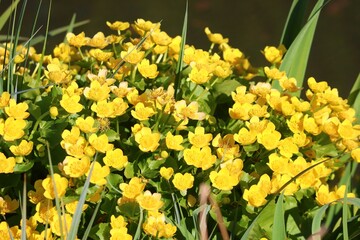 Sumpfdotterblume mit geloben Blüten 