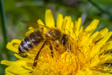 A bee collecting nectar from a dandelion flower.