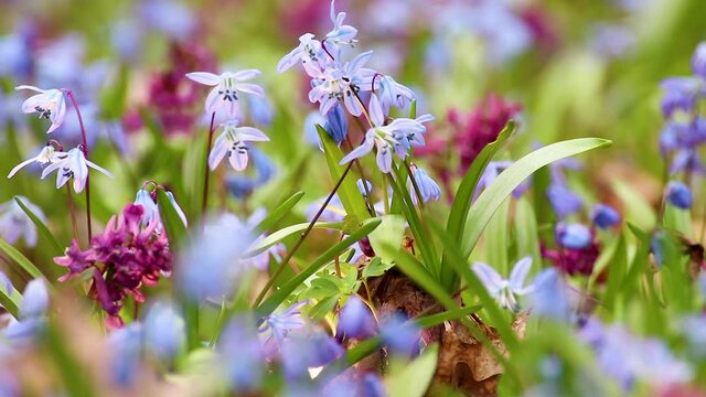 Blooming Scilla bifolia, the alpine squill or two-leaf squill and Corydalis cava close-up. Sunny spring flowers waiving in wind. Nature details with selective focus blur