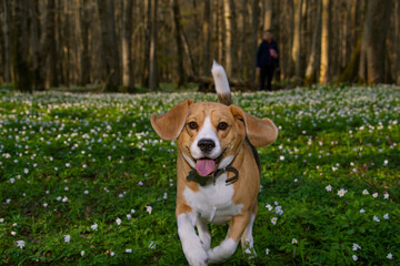 a beagle dog in a spring forest runs away from its owner, surrounded by forest flowers.