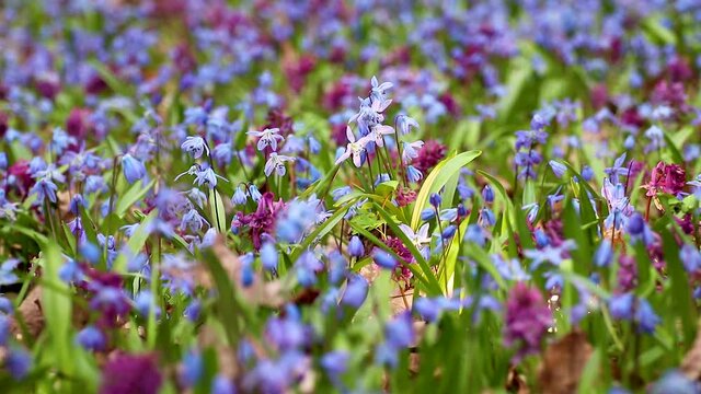 Blooming Scilla bifolia, the alpine squill or two-leaf squill and Corydalis cava close-up. Sunny spring flowers waiving in wind. Nature details with selective focus blur