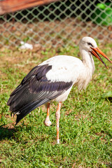 Storks near village Hortobagy, NP Hortobagy, Hungaria