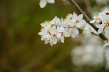 white cherry blossoms. Cherry blossoms in the spring forest