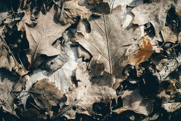 The background of the dried brown color oak leaves .