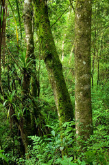 Remanescente alterado de floresta com araucária - Campo Largo- PR