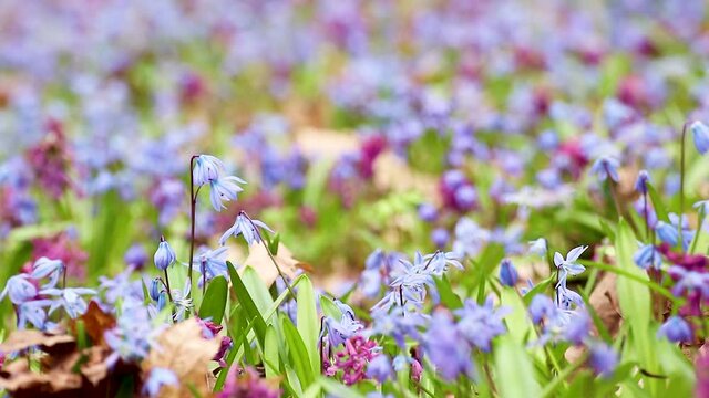 Blooming Scilla bifolia, the alpine squill or two-leaf squill and Corydalis cava close-up loop. Sunny spring flowers waiving in wind. Nature details with selective focus blur
