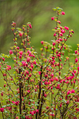 Ribes sanguineum in the garden