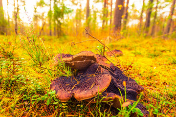 A lot of mushrooms grow in a pine forest. The sun shines through the trees. Beautiful nature. Close up view from ground level.