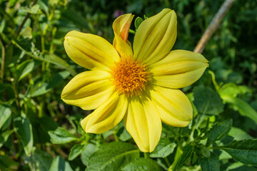 Floral garden. Yellow Dahlia 