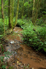 Fototapeta na wymiar Afluente do rio Açungui - Floresta com Araucária - São Luís do Purunã - Paraná, Brasil