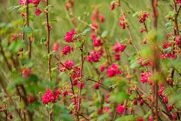 Ribes sanguineum in the garden