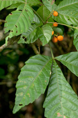 Detalhe de vegetação - Floresta com Araucária - Tunas do Paraná - Paraná, Brasil