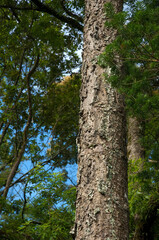 Detalhe de vegetação - Floresta com Araucária - Curitiba - Paraná, Brasil