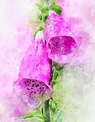 Watercolour painting of pink foxglove flower in full bloom. © lcrms