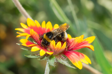 The firewheel (lat. Gaillardia pulchella), of the family Asteraceae.