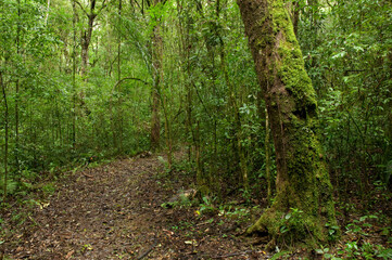 Trilha em floresta com araucária -  Curitiba - Paraná, Brasil