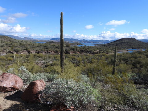 The beautiful scenery of the Sonoran Desert, with Lake Pleasant in the background, Peoria, Maricopa County, Arizona.