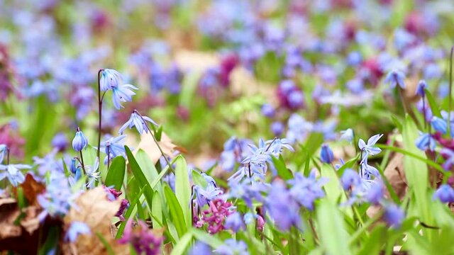 Blooming Scilla bifolia, the alpine squill or two-leaf squill and Corydalis cava close-up. Sunny spring flowers waiving in wind. Nature details with selective focus blur