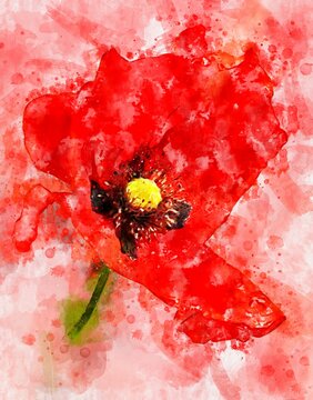 Watercolour painting of red poppy flowerhead.