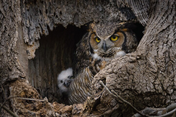 Horned Owl with Chick
