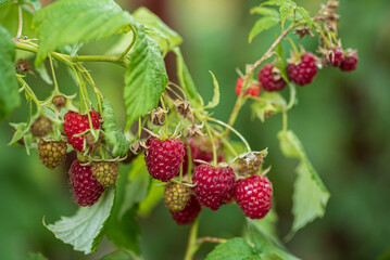 organic raspberry in the garden