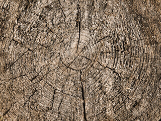 The Texture Of Old Sawn Wood With Cracks.