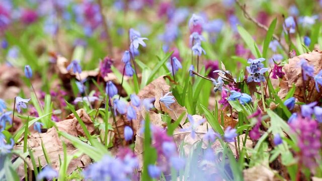Blooming Scilla bifolia, the alpine squill or two-leaf squill and Corydalis cava close-up. Sunny spring flowers waiving in wind. Nature details with selective focus blur