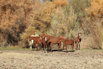 Wild horses living in the Lower Salt River Area of the Sonoran Desert, Arizona.