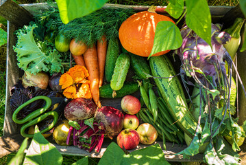 fresh organic vegeatables in the box