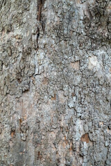 Bark texture and background of a old fir tree trunk