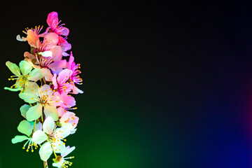 Multiple Mirabelle plum plowers blooming in uv. Side composition with copy space.