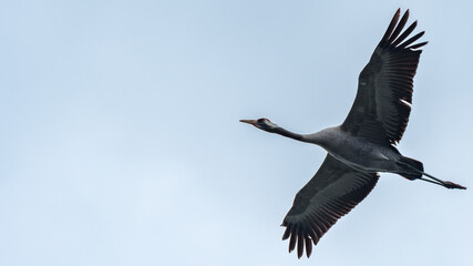 Common crane (Grus grus) flying over the sky.