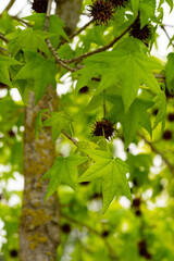 detail of liquidambar (sweetgum tree) leafs with blurred background in springtime