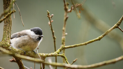 Curious marsh tit (Poecile palustris) looking down from the tree branch.