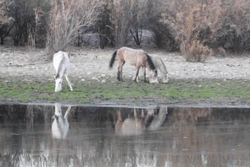Obraz na płótnie Canvas Wild horses living in the Lower Salt River Area of the Sonoran Desert, Arizona.