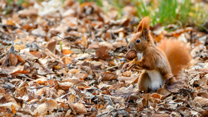Eurasian red squirrel (Sciurus vulgaris) looking for food in city park.