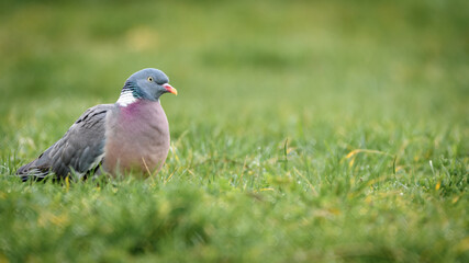 Common wood pigeon (Columba palumbus) looking for food in grass.