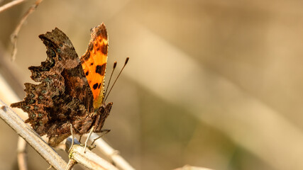 Single, European comma butterfly (Aglais io) of Nymphalidae family with closed wings sitting on the grass.