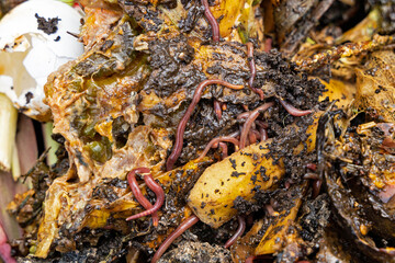 worms and vegetarian kitchen and garden waste in a compost