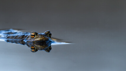 Large common toad, european toad (Bufo bufo) floating in the water.