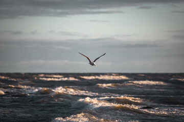 Seagull (Larus argentatus) flying over the sea against a background of blue sky . Beautiful seascape view. 