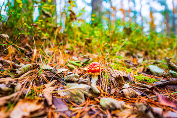 Amanita muscaria in the autumn pine forest. The sun shines through the trees. Fallen leaves. Beautiful nature. Close up view from ground level.