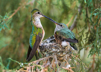 A Broad-tailed Hummingbird and her chick tenderly connecting and gazing at each other during feeding time at the nest.