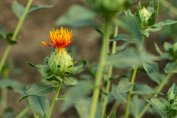 Safflower flower plants or so many names called Dyer's Saffron