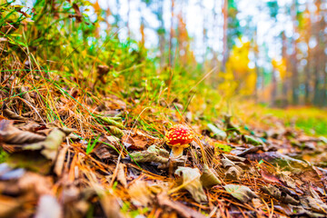 Amanita muscaria in the autumn pine forest. The sun shines through the trees. Fallen leaves. Beautiful nature. Close up view from ground level.