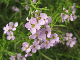 European searocket (Cakile maritima) -  lilac-coloured small flowers with four petals, Bornholm island
