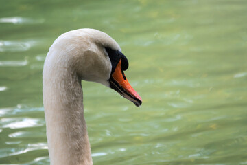 Portrait of a graceful white swan with long neck on green water background.