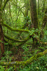 Interior de floresta com Araucárias em Tijucas do Sul Paraná, Brasil