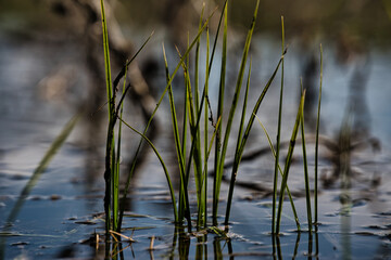 Wasser  Gras