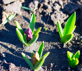 flowers sprout from the ground